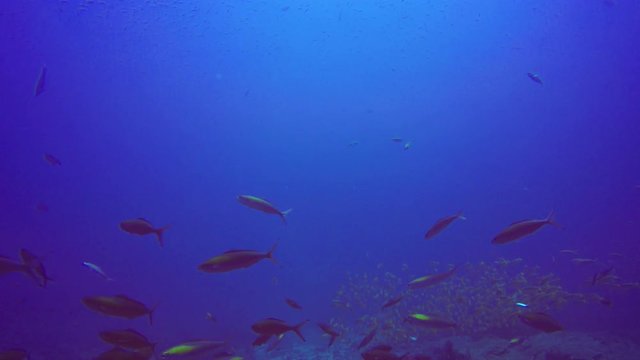Fish in sea underwater footage