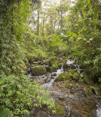 Idyllic clearwater stream flowing through montane rainforest at 1.900m elevation in the Cordillera del Condor, a site of high biodiversity and endemism in southern Ecuador