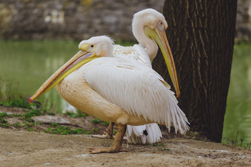 Two Pelican Birds
