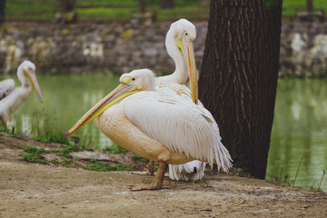 Two Pelican Birds