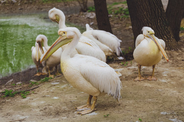 Many white bird pelicans