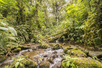 Idyllic clearwater stream flowing through montane rainforest at 1.900m elevation in the Cordillera del Condor, a site of high biodiversity and endemism in southern Ecuador