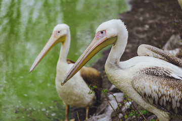 Two Pelican Birds