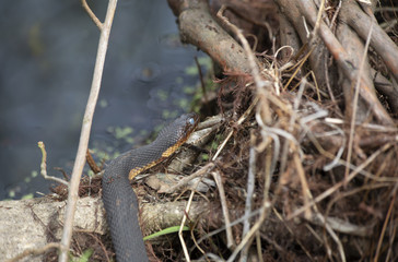 Water Snake
