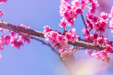          Close up pink Sakura flowers or Cherry blossom blooming on tree in springtime with blue sky