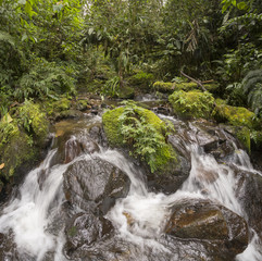 Idyllic clearwater stream flowing through montane rainforest at 1.900m elevation in the Cordillera...