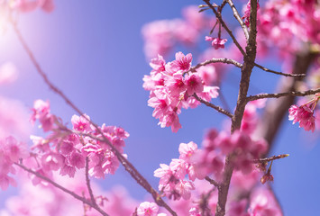          Close up pink Sakura flowers or Cherry blossom blooming on tree in springtime with blue sky