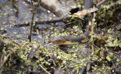 Broad-Banded Water Snake Swimming