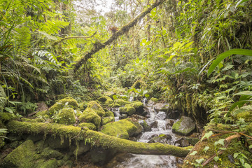 Idyllic clearwater stream flowing through montane rainforest at 1.900m elevation in the Cordillera del Condor, a site of high biodiversity and endemism in southern Ecuador