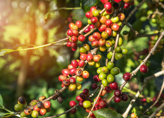 Close up colorful group of many coffee seeds ripening on tree in coffee plantation in north of...