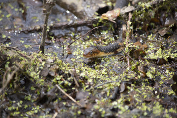 Broad-Banded Water Snake Swimming