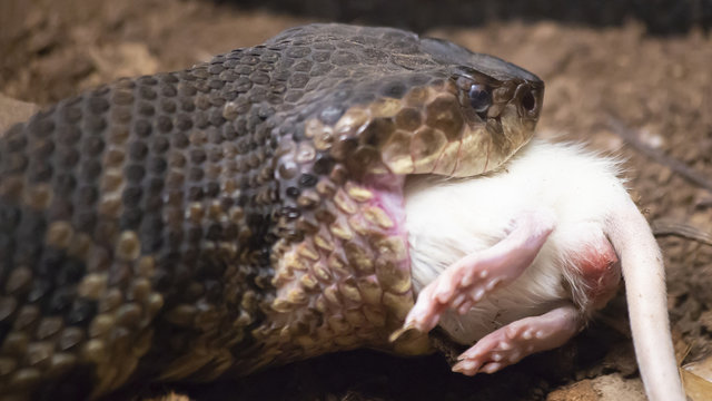 Cottonmouth Eating Mouse
