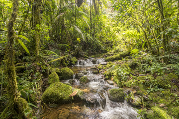 Idyllic clearwater stream flowing through montane rainforest at 1.900m elevation in the Cordillera del Condor, a site of high biodiversity and endemism in southern Ecuador