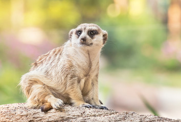 Fototapeta premium meerkat (suricata suricatta ) wild animal is looking alert 