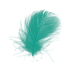 Beautiful green florida keys colors tone feather texture background,trends color
