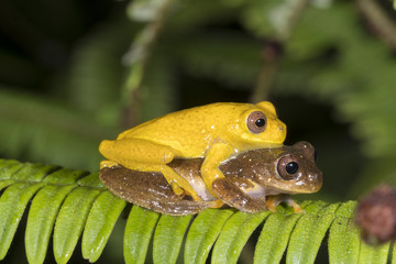 Pair of Minute Treefrogs  (Dendropsophus minutus) in amplexus (mating) above a rainforest pond.  In...