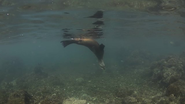 Californian sea lion (Zalophus californianus) swimming and playing in the reefs of los islotes in Espiritu Santo island at La paz,. Baja California Sur,Mexico.