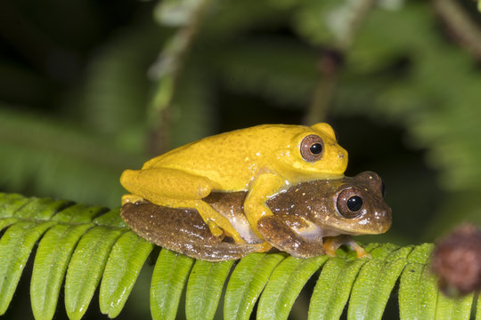 Pair of Minute Treefrogs  (Dendropsophus minutus) in amplexus (mating) above a rainforest pond.  In the Cordillera del Condor, the Ecuadorian Amazon