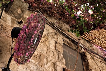 Bouguainvillea fan