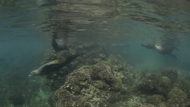 Californian sea lion (Zalophus californianus) swimming and playing in the reefs of los islotes in Espiritu Santo island at La paz,. Baja California Sur,Mexico.