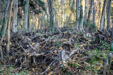 Uprooted trees stacked in the woods
