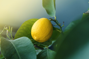 Closeup of lemon on tree , abstract 