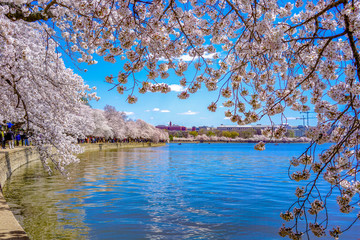 sakura of april  in washington, dc, united states © Qi