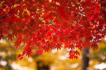 紅葉