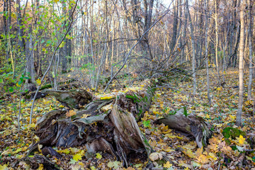 Naklejka na ściany i meble An old fallen tree in the autumn forest 