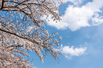 cherry blossoms close up in seoul south korea. Cherry blossoms blossoming in spring Yeouido Park at flowering festival