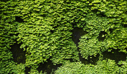 Green leaf Background