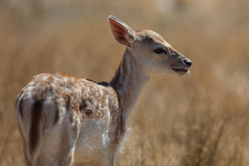 Sika Deer