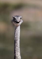 Ostrich