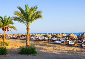 Palm trees on the beach