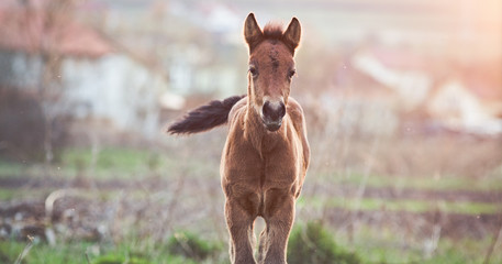 newborn foal on meadow at sunset