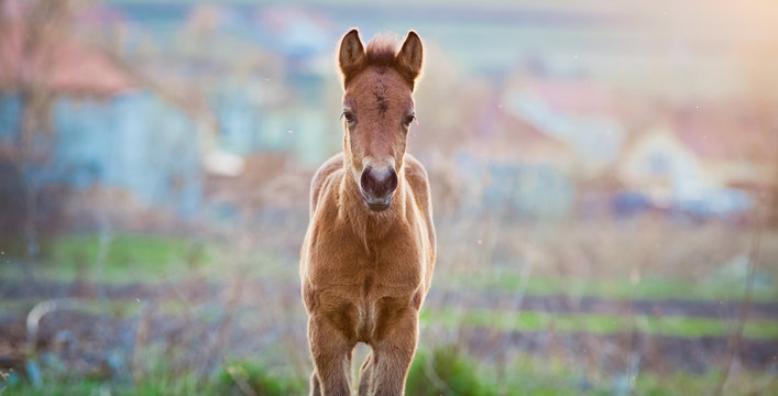 newborn foal on meadow at sunset