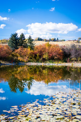 Reflective Autumn Pond