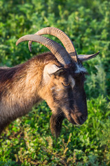 goat standing on pasture with  green grass