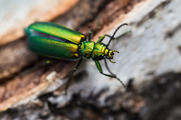 green beetle on a birch stump