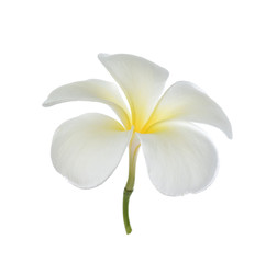 Fototapeta na wymiar Frangipani flower on white background