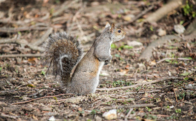 Squirrel Looking