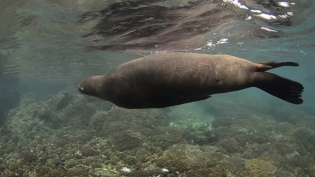 Californian sea lion (Zalophus californianus) swimming and playing in the reefs of los islotes in Espiritu Santo island at La paz,. Baja California Sur,Mexico.