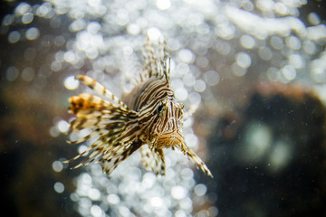lionfish in tank at aquarium in bubble background