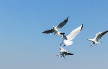 Group of seagulls flying in the sky