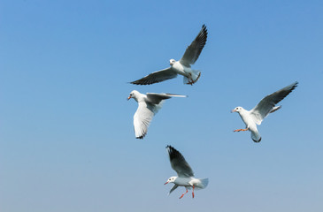 Group of seagulls flying in the sky