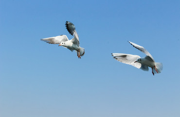 Group of seagulls flying in the sky
