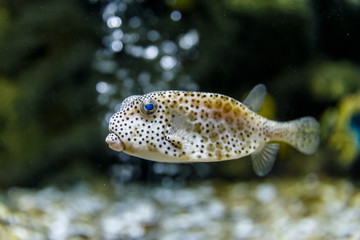 Puffer fish in tank at aquarium in coral and bubble background