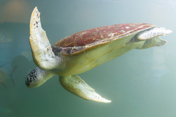 Sea turtle in tank at aquarium in green background