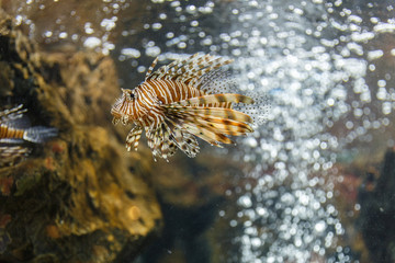 Naklejka na ściany i meble lionfish in tank at aquarium in coral background
