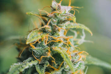 cannabis grown in the house before harvest. concepts of grow and use of marijuana cbd thc...